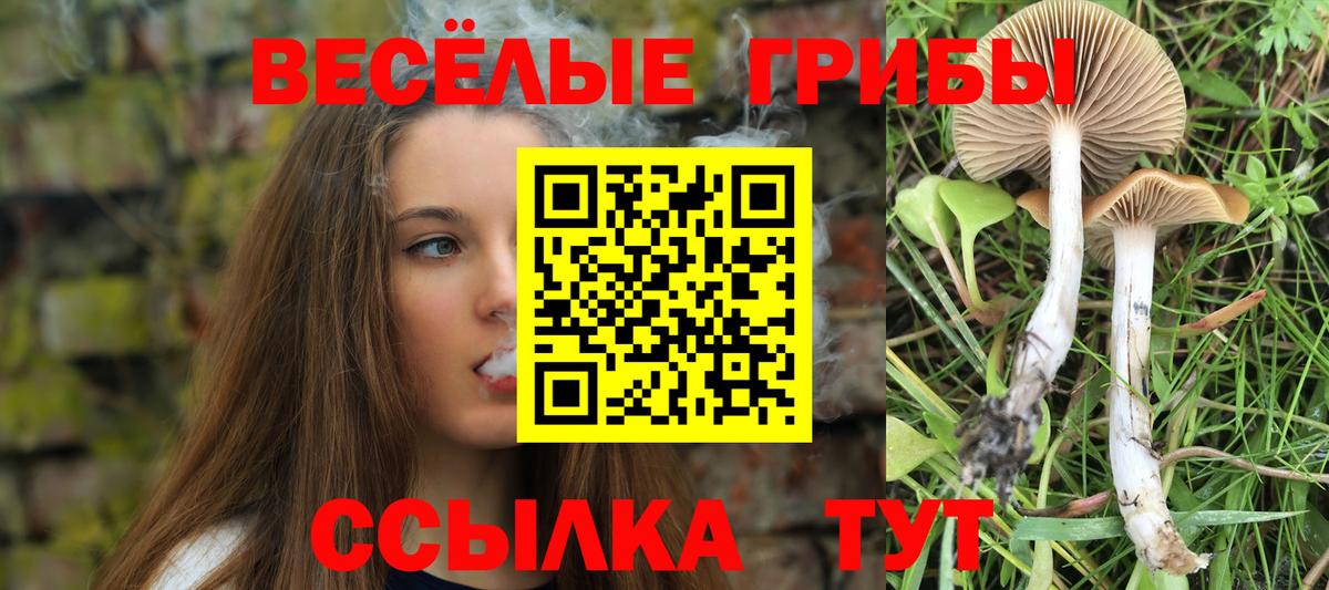 Псилоцибиновые грибы Cubensis Сергиев Посад